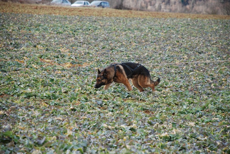 DSC_0203.JPG