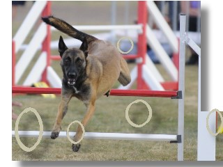 Agility