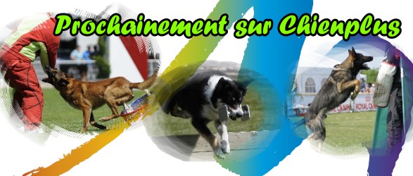 Prochainement sur Chienplus.com